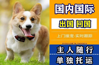 阿克苏宠物托运公司阿克苏宠物托运公司阿克苏宠物托运公司