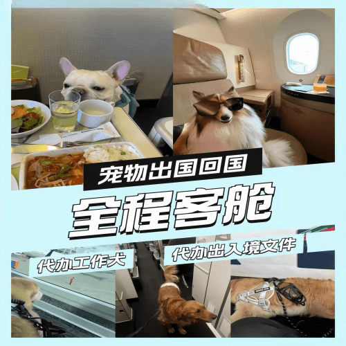 阿克苏宠物托运到白俄罗斯宠物入境规定和要求